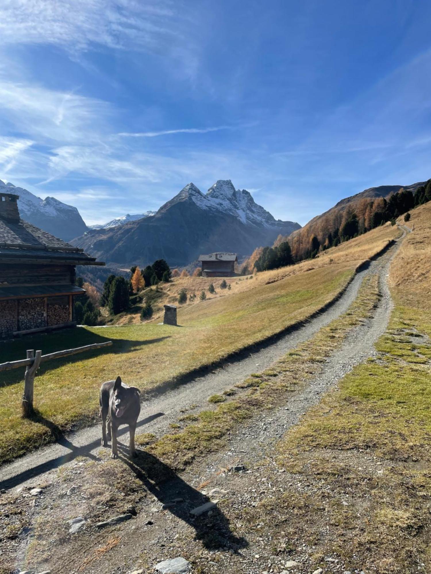 Residence S Lucia - Appartamenti Alle Porte Di Bormio Valdisotto Exteriér fotografie
